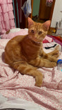 Secretary Nara (Orange Tabby Cat)- Peeker Sticker (UV Resistant / Waterproof Vinyl)