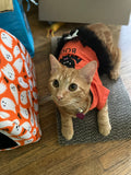 Secretary Nara (Orange Tabby Cat)- Peeker Sticker (UV Resistant / Waterproof Vinyl)