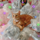 Secretary Nara (Orange Tabby Cat)- Peeker Sticker (UV Resistant / Waterproof Vinyl)